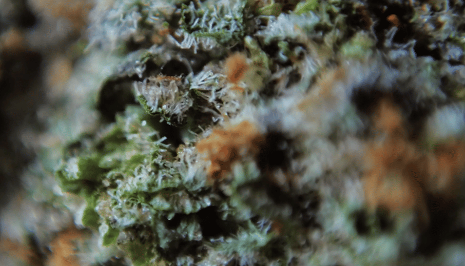 cannabis law suits