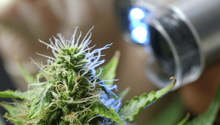 The cannabis research facility in California that cost $11 million is getting off to a rocky start.