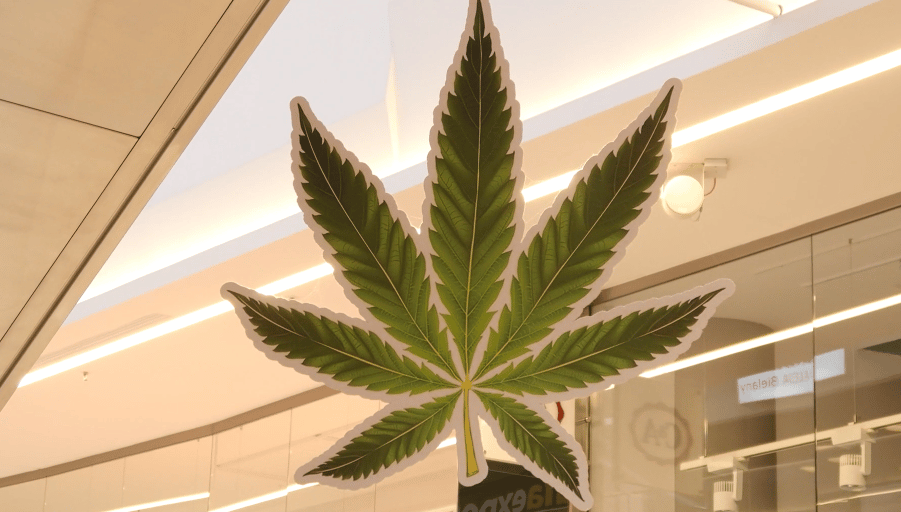 nyc cannabis store