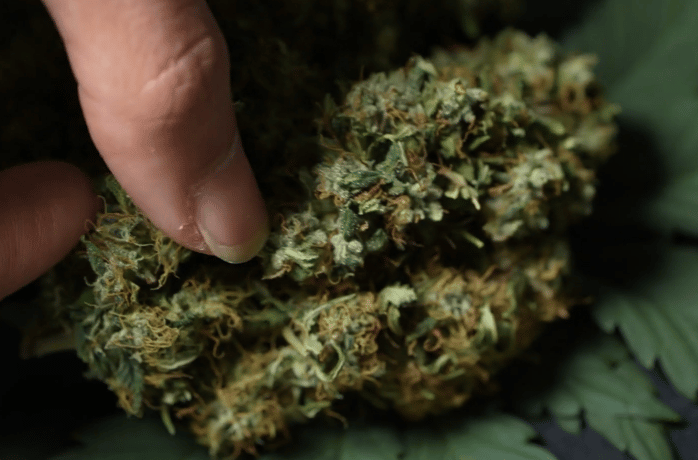 pardons for petty marijuana convictions