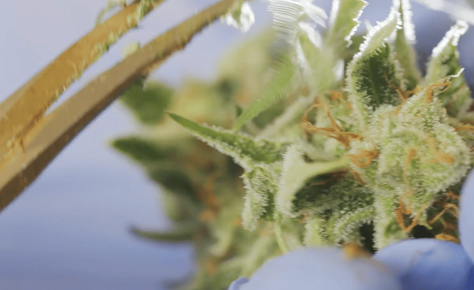 best cannabis 2023